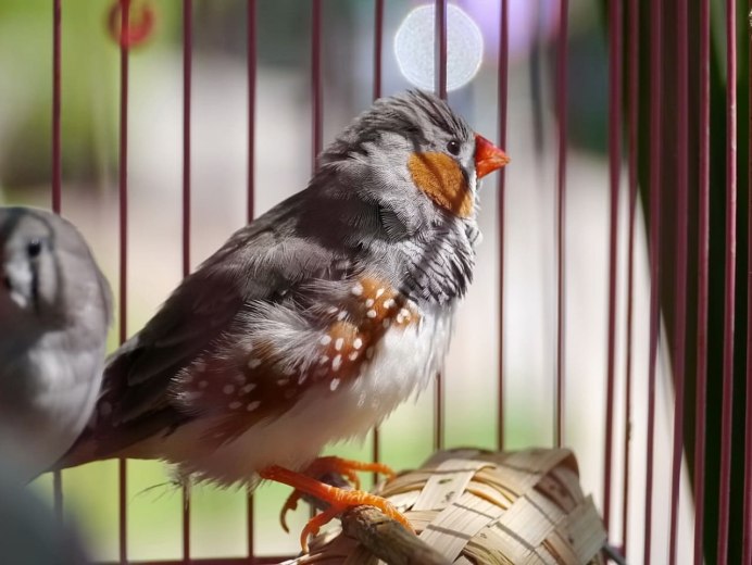 Голлманн: амадины