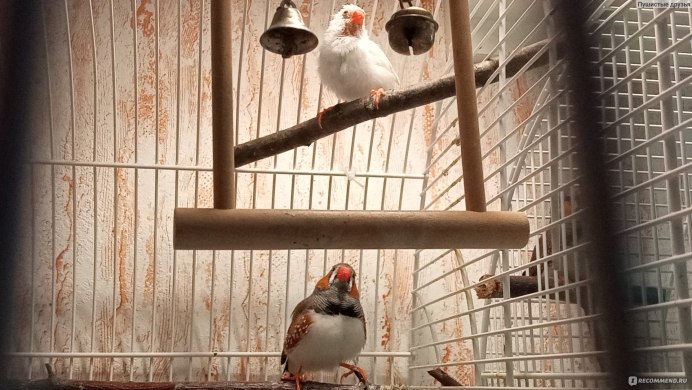 Амадины гнездо