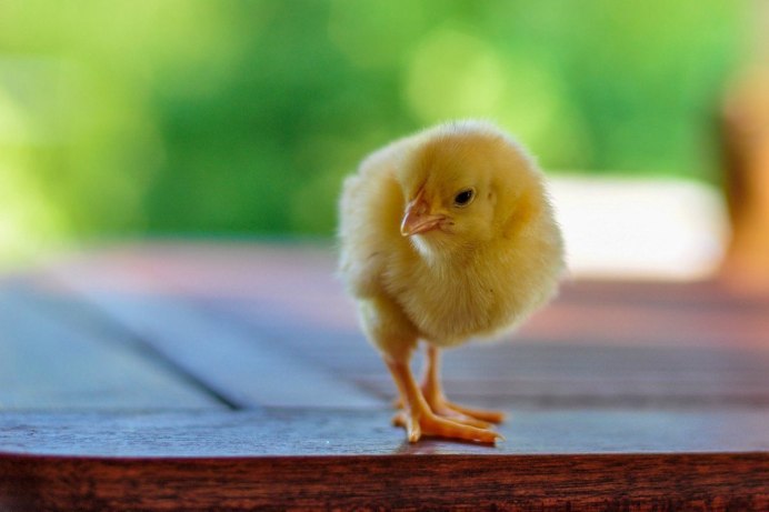 Blue Chicken cartoon