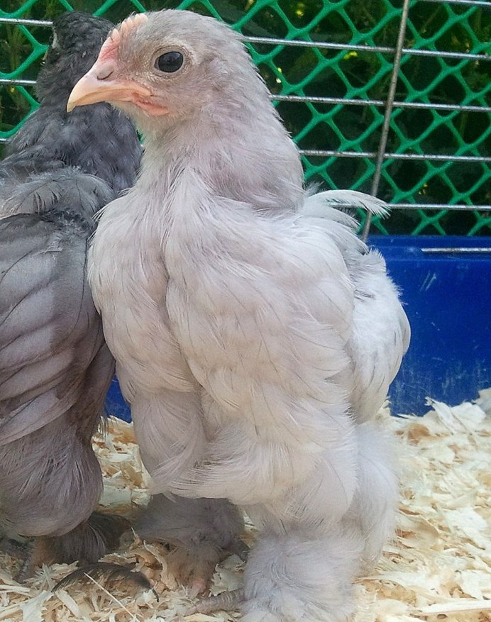 Кохинхин цыплята
