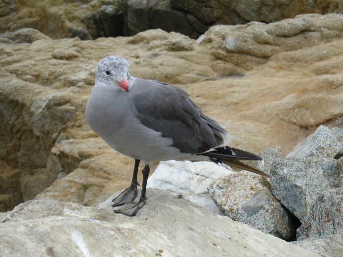 Каменный Глухарь (Tetrao parvirostris)