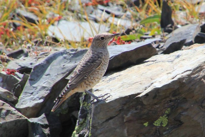 Monticola solitarius
