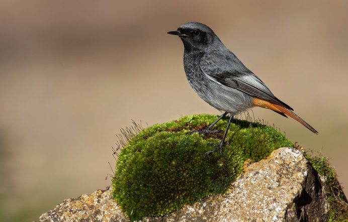 Каменный Глухарь (Tetrao parvirostris)