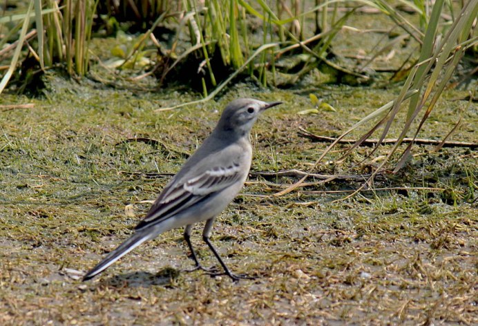 Белая трясогузка Motacilla Alba