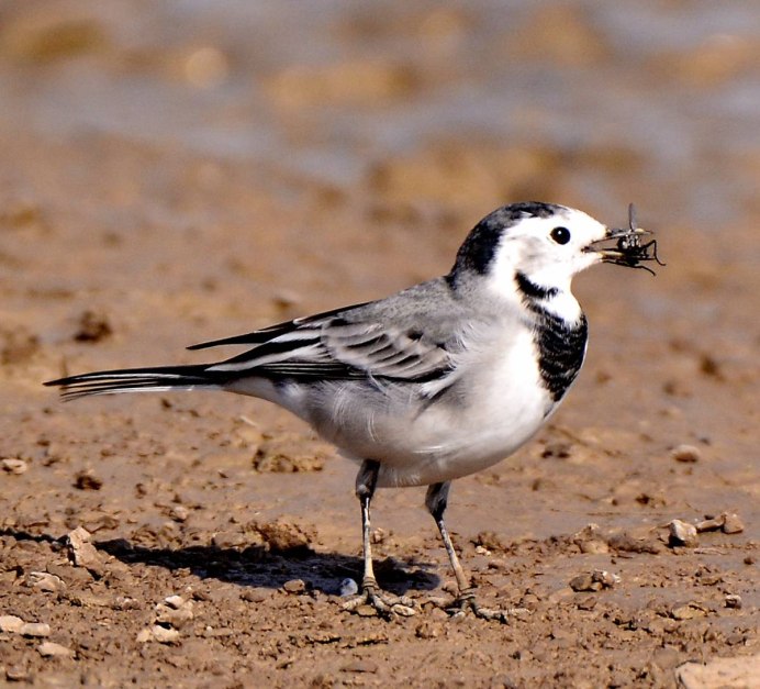Motacilla personata