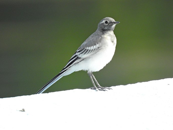 Горная трясогузка (Motacilla cinerea)