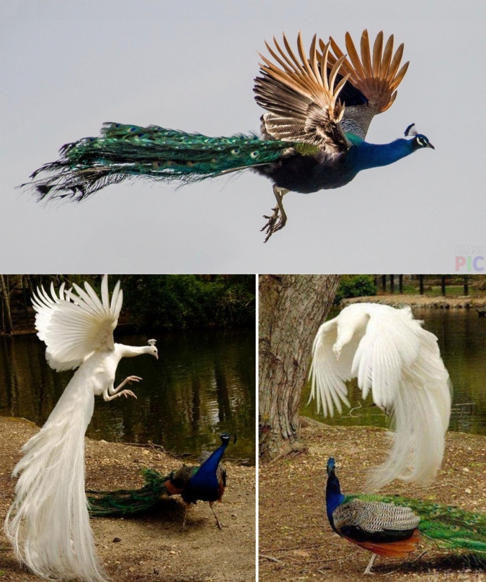 Белый Павлин в полете