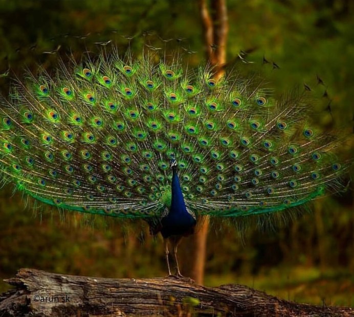 Индокитайский Павлин