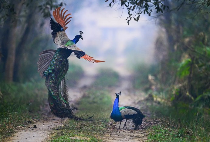 Павлин летит