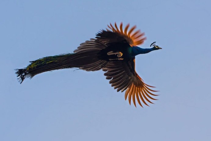 Павлин летит