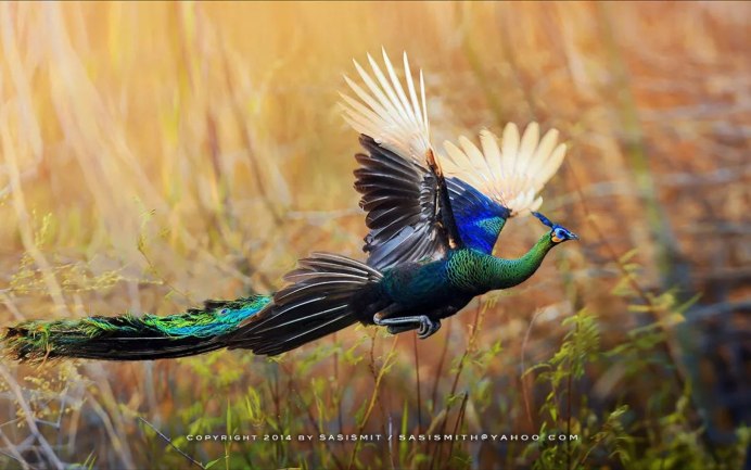 Полет павлина