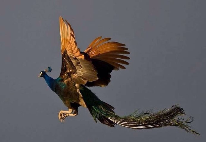 Павлин взлетает