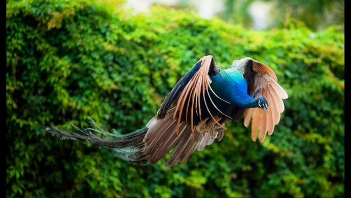 Павлин летит