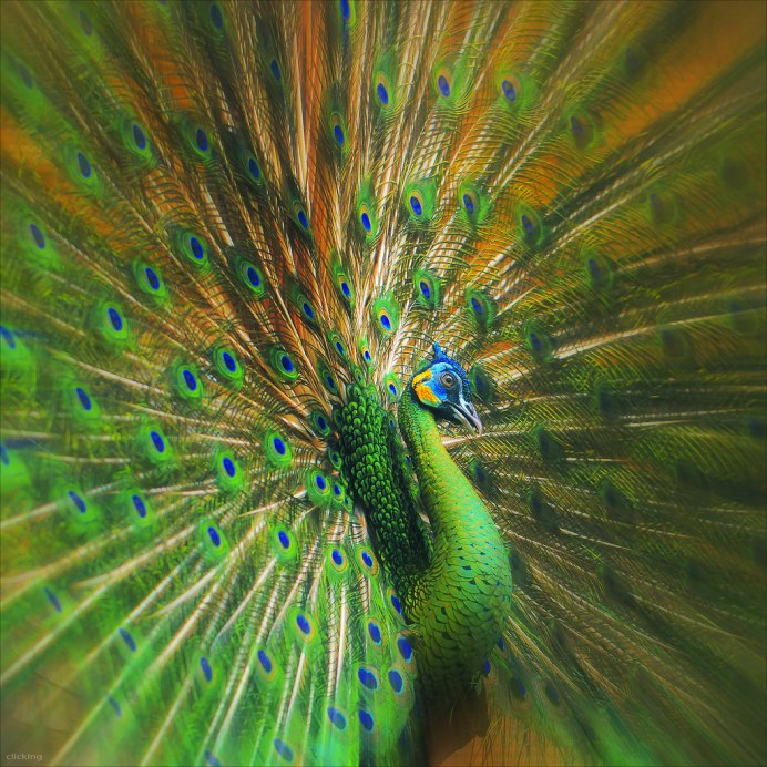 Хвост белого павлина