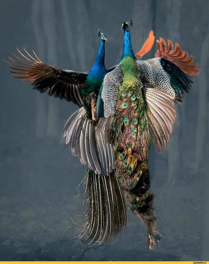 Павлин летает