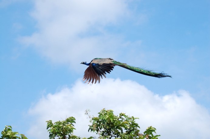 Павлины в полете