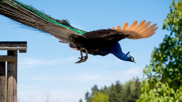 Бирманский зеленый Павлин