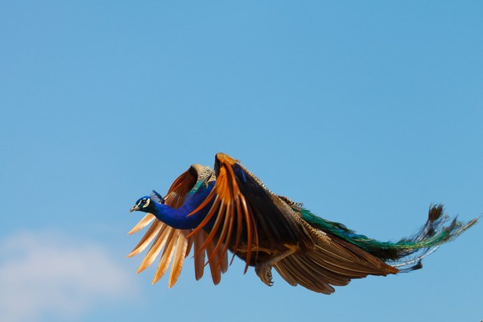 Полет павлина