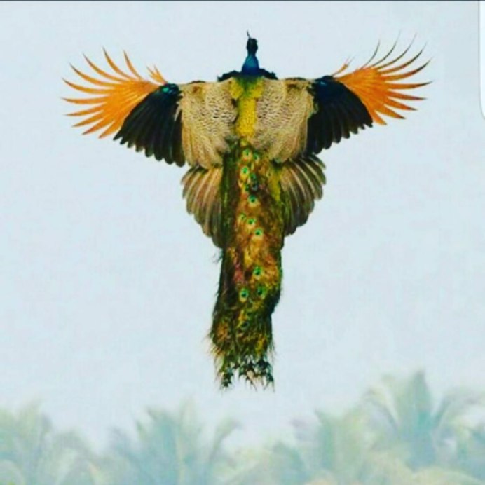 Черный Павлин