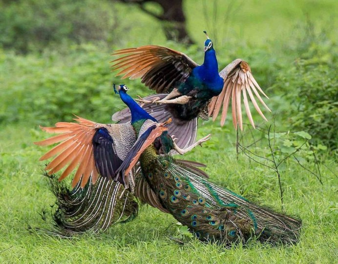 Павлины дерутся