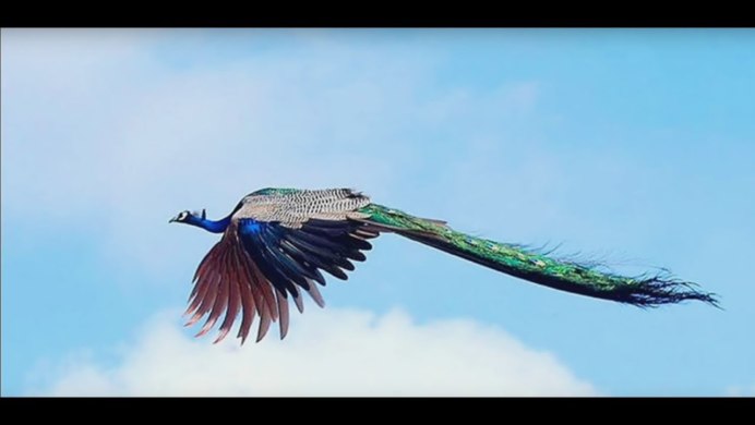 Павлин летает