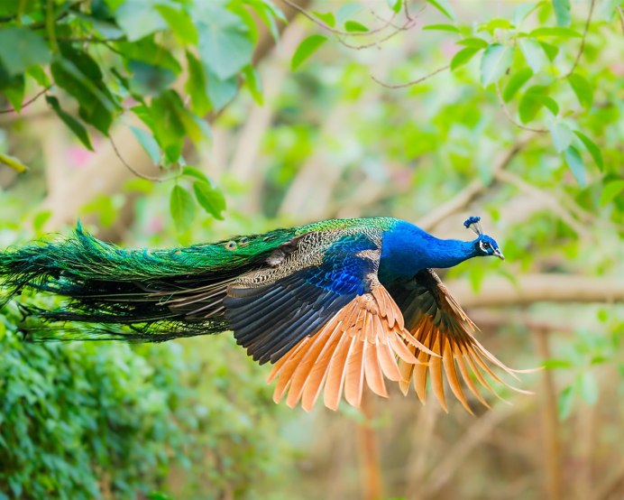 Экзотические птицы Павлин