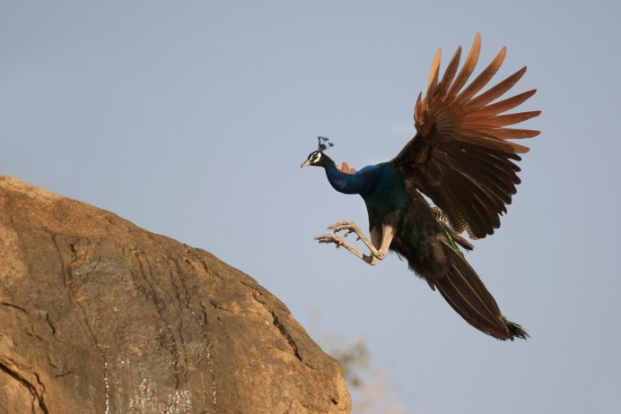 Павлин летит