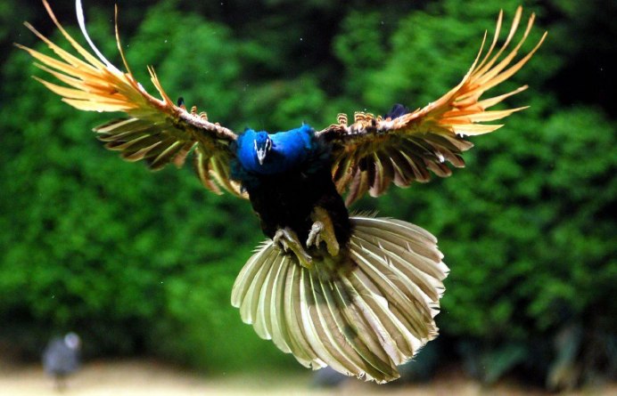 Павлин в полете