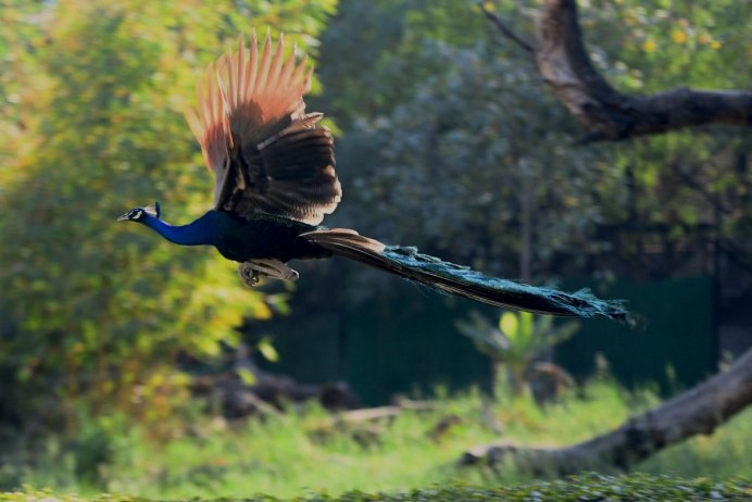 Индокитайский Павлин