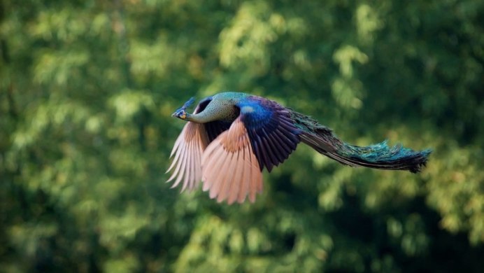 Райская птица на дереве