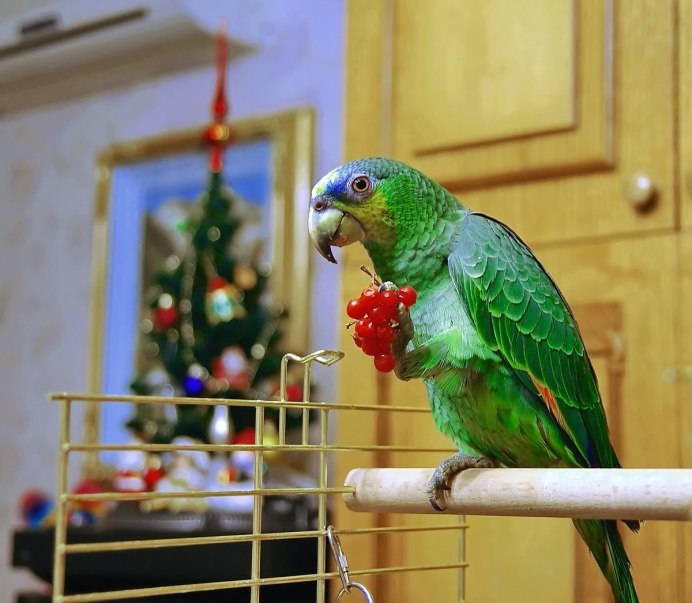 Попугай Какаду желтый