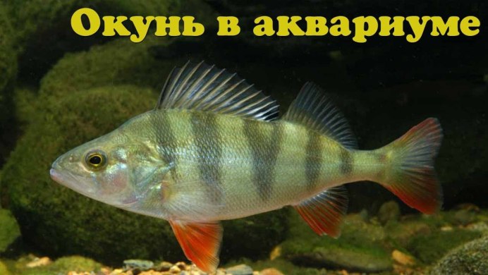 Речной окунь perca fluviatilis