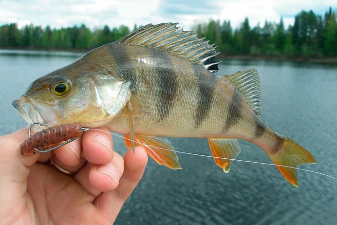 Морские рыбы