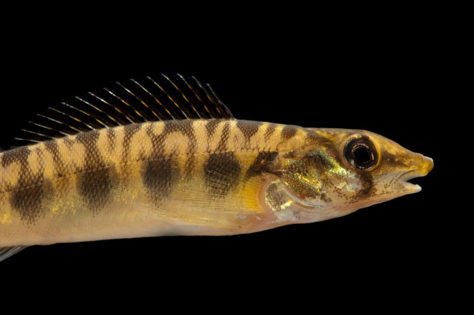 Sheepshead рыба