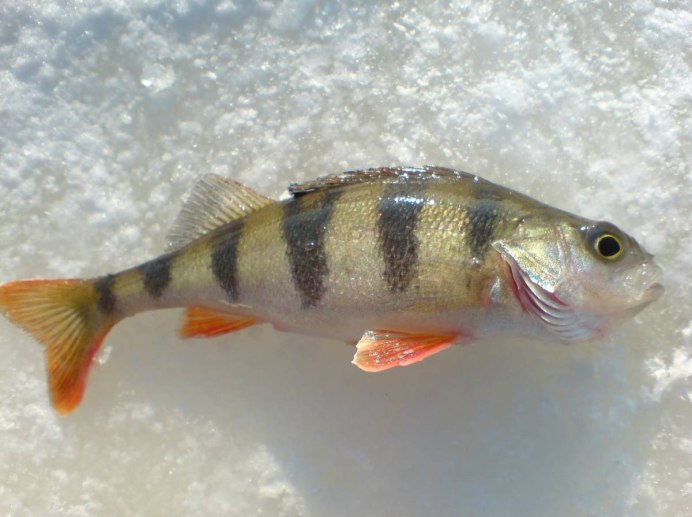 Blue Stripe Snapper (окун Люциан)