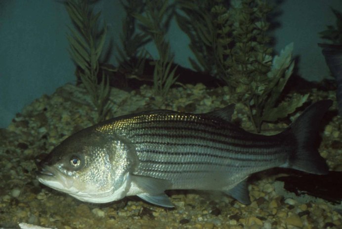 Sheepshead