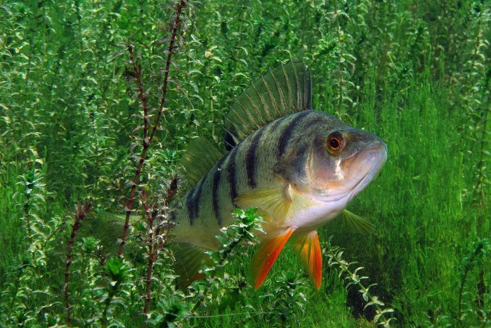 Окунь perca fluviatilis