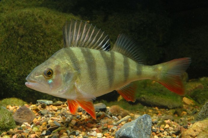 Red Snapper рыба тайская