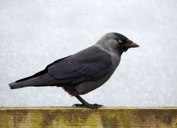 Западная Галка Corvus monedula