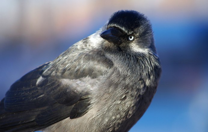 Corvus monedula