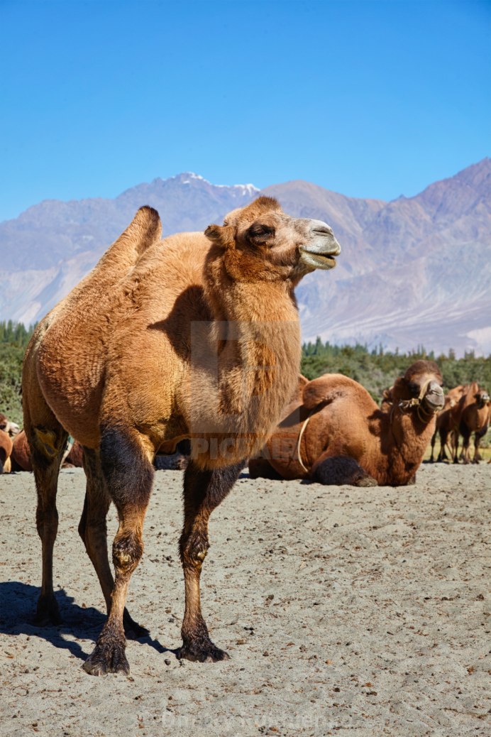 Куланы дикий верблюд солянка