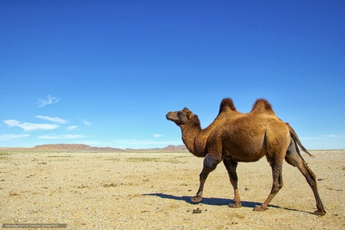 Шерстистый верблюд