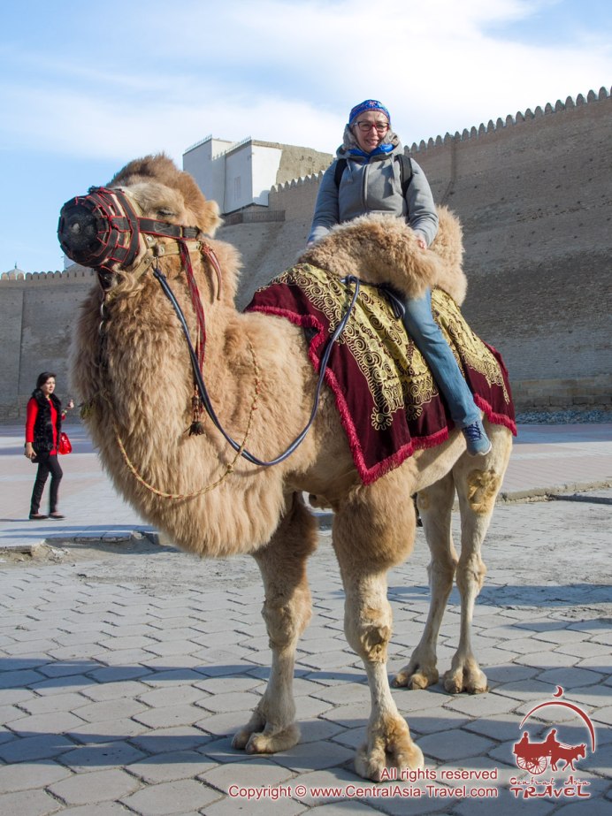 Двугорбый верблюд бактриан