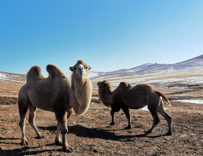 Катания на верблюдах