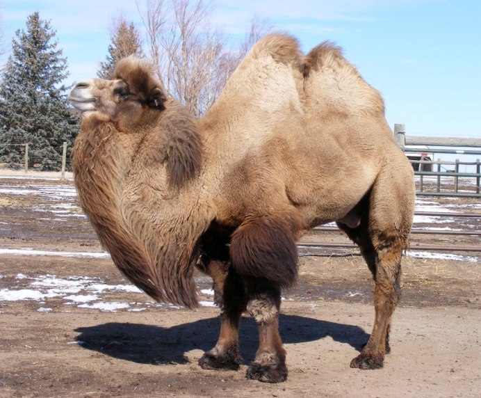 Верблюд парнокопытное