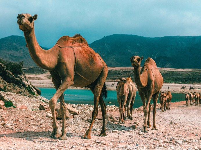 Двугорбый верблюд бактриан