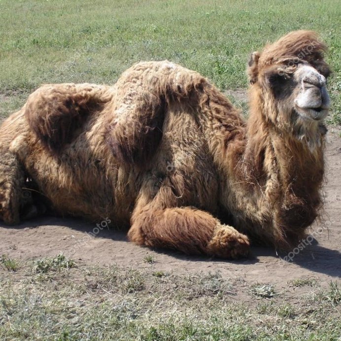 Верблюд двугорбый Camelus bactrianus