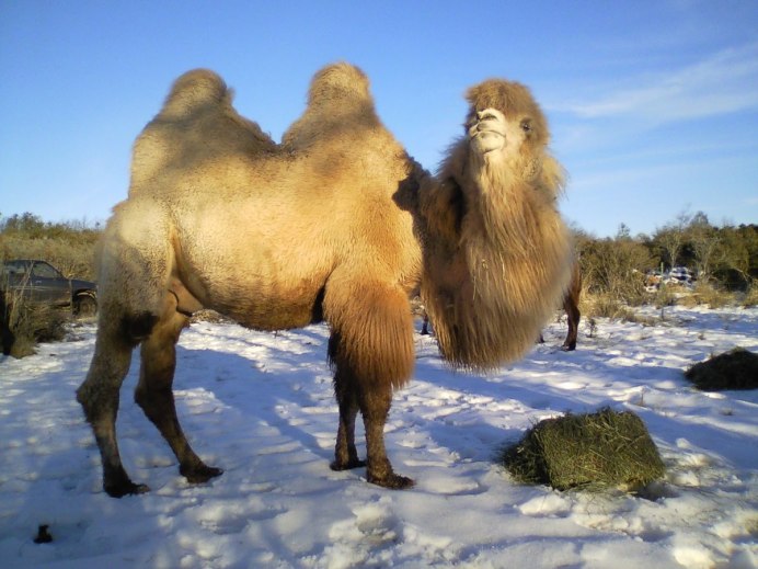Двугорбый верблюд (Хаптагай)