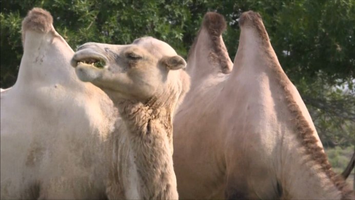 Пустыня Чунарген ,Тибет