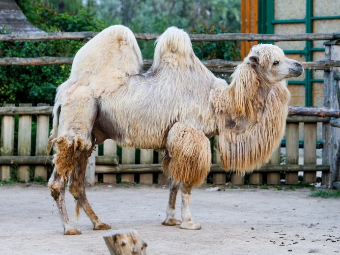 Двугорбый верблюд самец